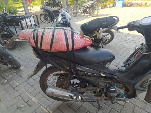 Penampakan Ikan Tawas saat di Sepeda Motor