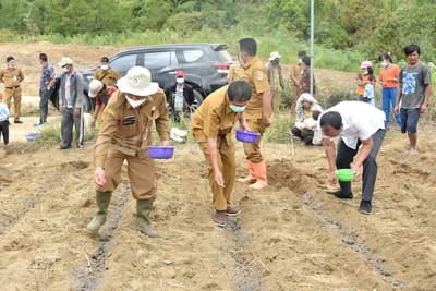 Bupati Humbahas Tanam Jagung Bersama Poktan Siporngis di Purba Dolok
