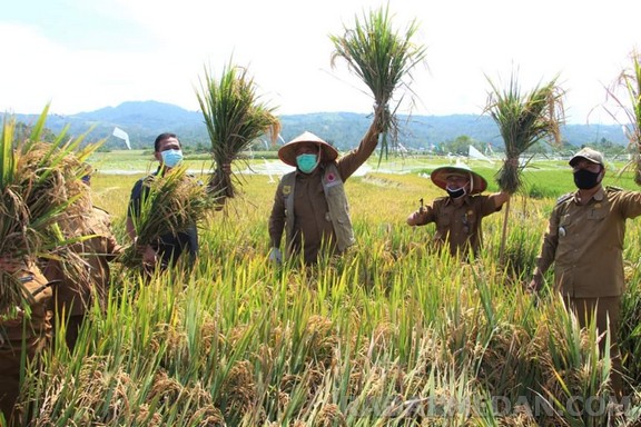 Bupati Dairi Ikuti Panen Raya Padi Varietas Inpari 32 Di Desa Lumbantoruan 