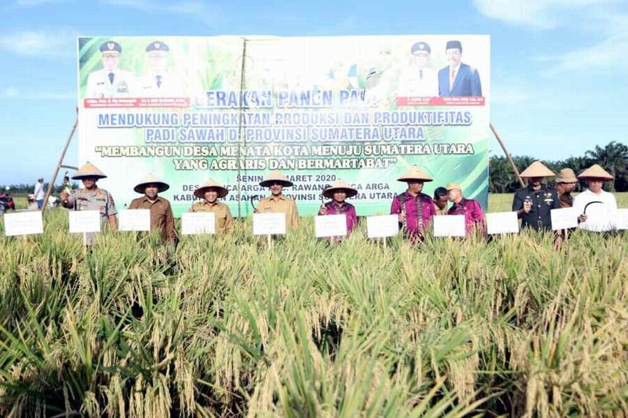 Gubsu dan Bupati Ikuti Gerakan Panen Raya Padi di Asahan