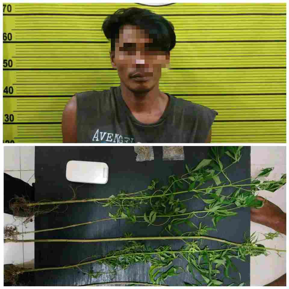 Tanam Ganja, Seorang Petani Diringkus Sat Narkoba Polres Karo
