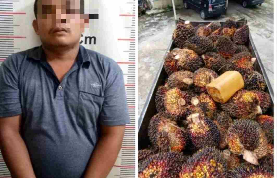 Warga Sibuk Berlebaran, Jarwo Malah Sibuk Gondol Sawit Perkebunan Akhirnya Masuk Sel