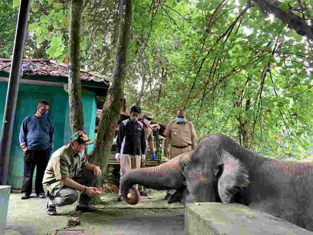 Akhirnya Medan Zoo Dapat Perhatian Saat Pandemi Covid-19