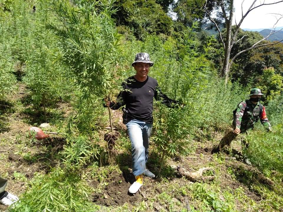 BNNP Sumut  Laksanakan Operasi Pemusnahan Ladang Ganja Sekitar 8 Ton