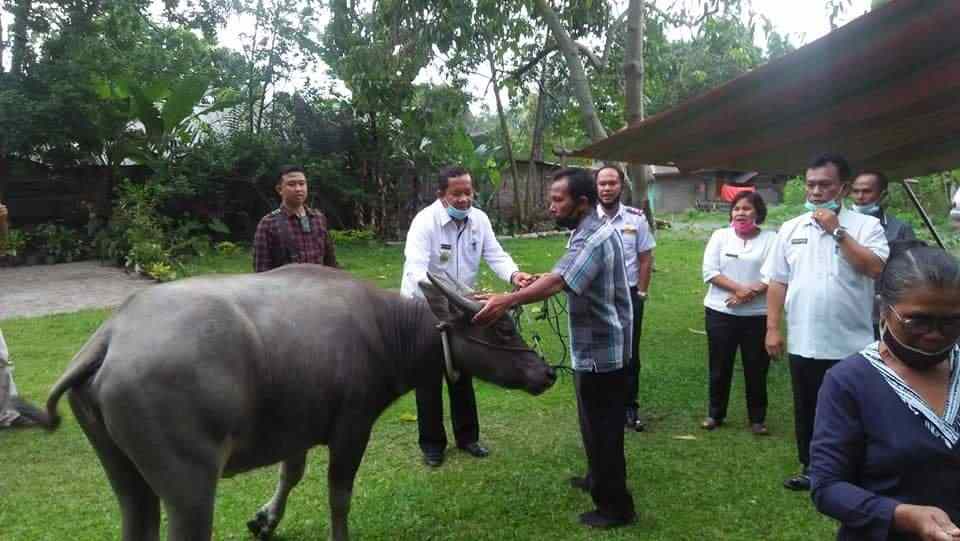 Bupati Samosir Serahkan 11 Ekor Bibit Ternak Kerbau Kepada Kelompok Tani di Desa Harian 