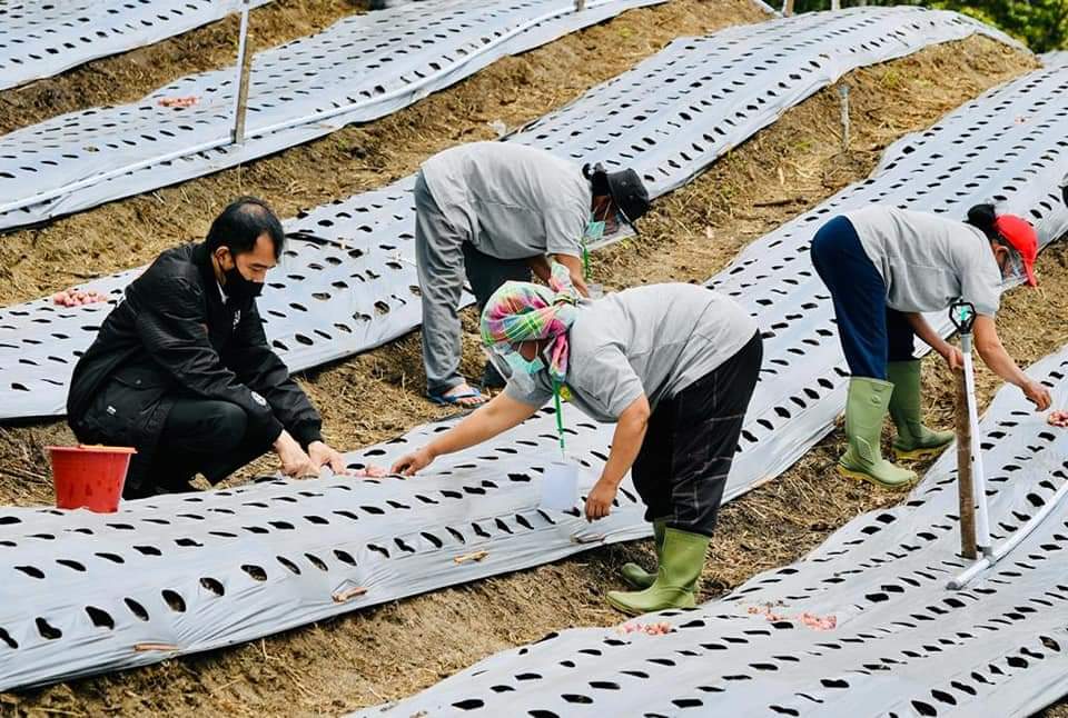 Jokowi : Lumbung Pangan 30 Ribu Hektar Tersebar di Sumut