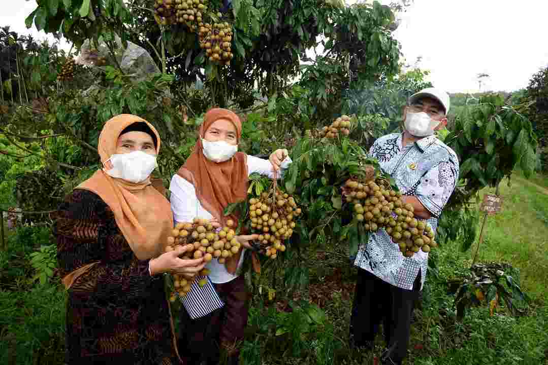 Panen Kelengkeng di Deliserdang, Sekdaprov Sabrina: Buah Ini Punya Potensi Ekonomi Tinggi