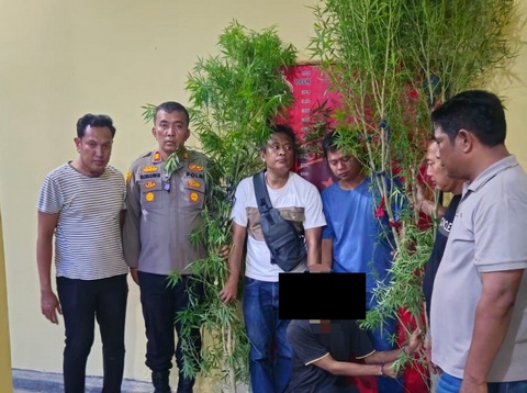 Tiga Tersangka Penanam Ganja Diamankan Polisi di Sergai