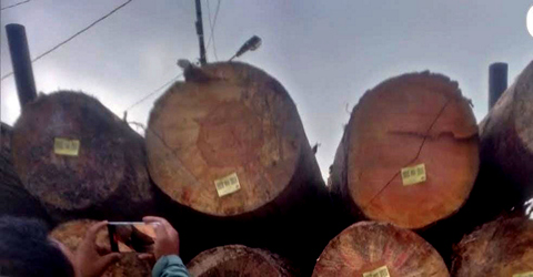 Masyarakat Karo Geram, Mafia Illegal Logging Lanjut Viral di Media Sosial