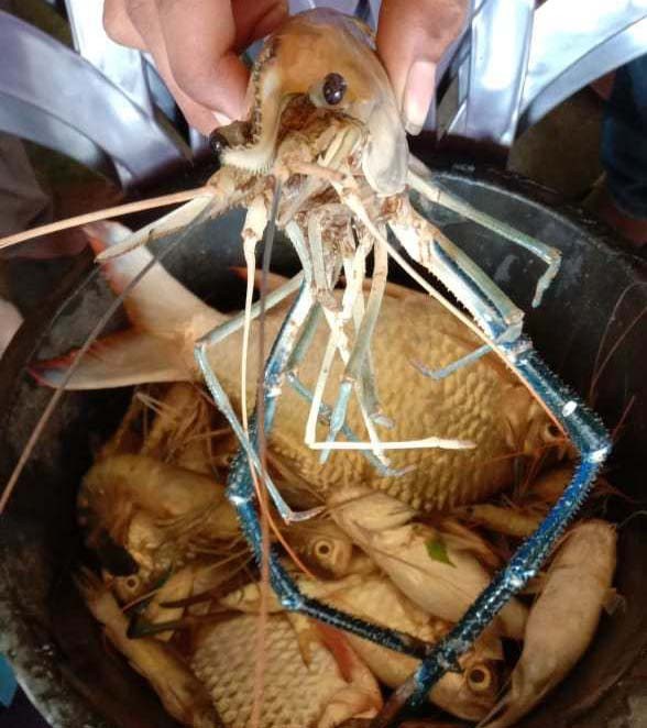 Banjir Kiriman, Sungai Bilah Bercampur Lumpur, Akibatnya Banyak Ikan Mabuk Dan Pingsan