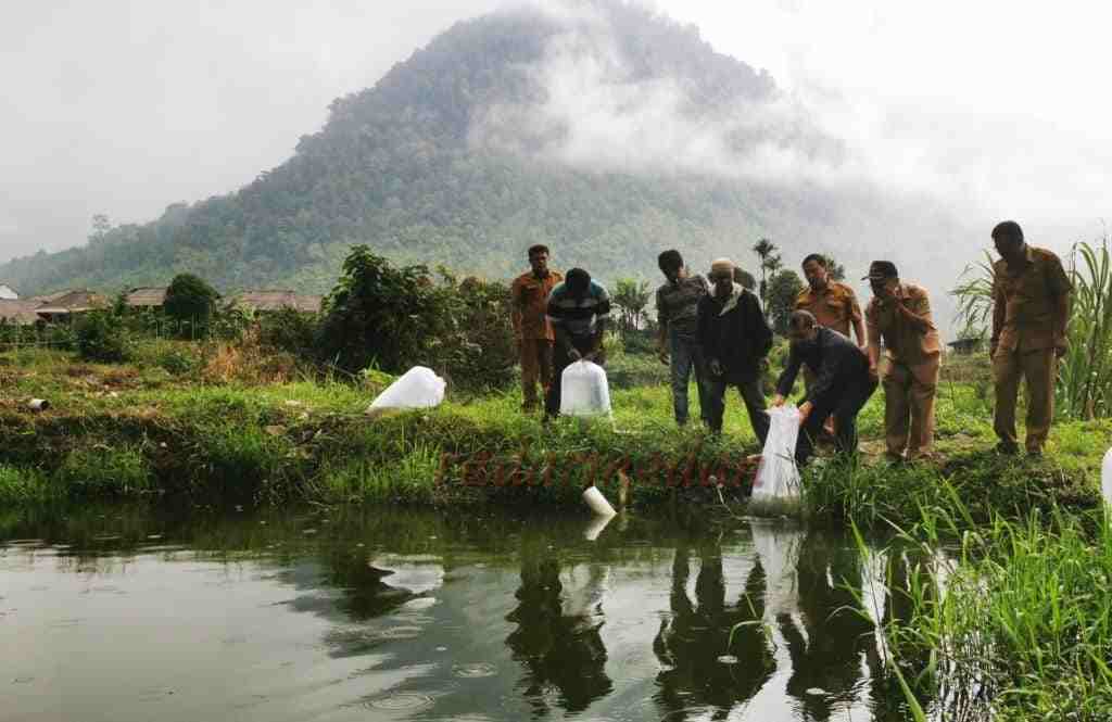 Bupati Tabur 6 Ribu Benih Ikan Nila untuk Poktan Arih Ersada Daulu