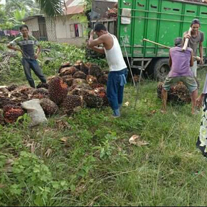 Ditengah Covid-19 Sebagian Petani Kelapa Sawit di Asahan Menjerit