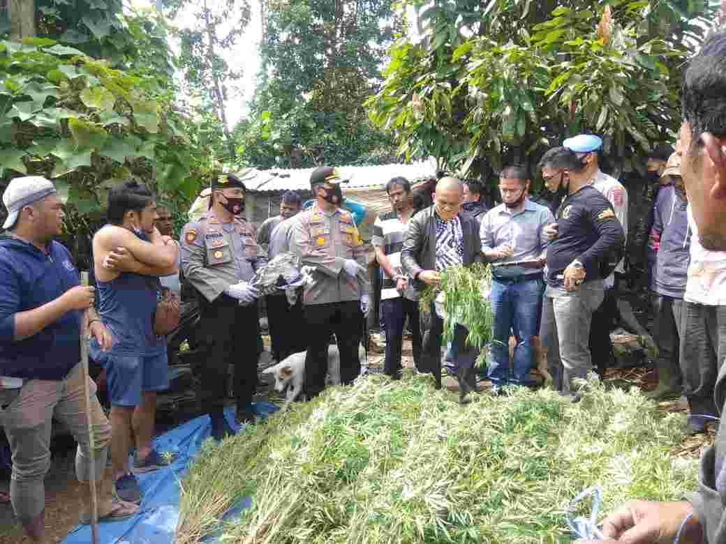 Sitepu Tanam Ganja, Kapolres Yang Panen, Ini Dia Lokasinya