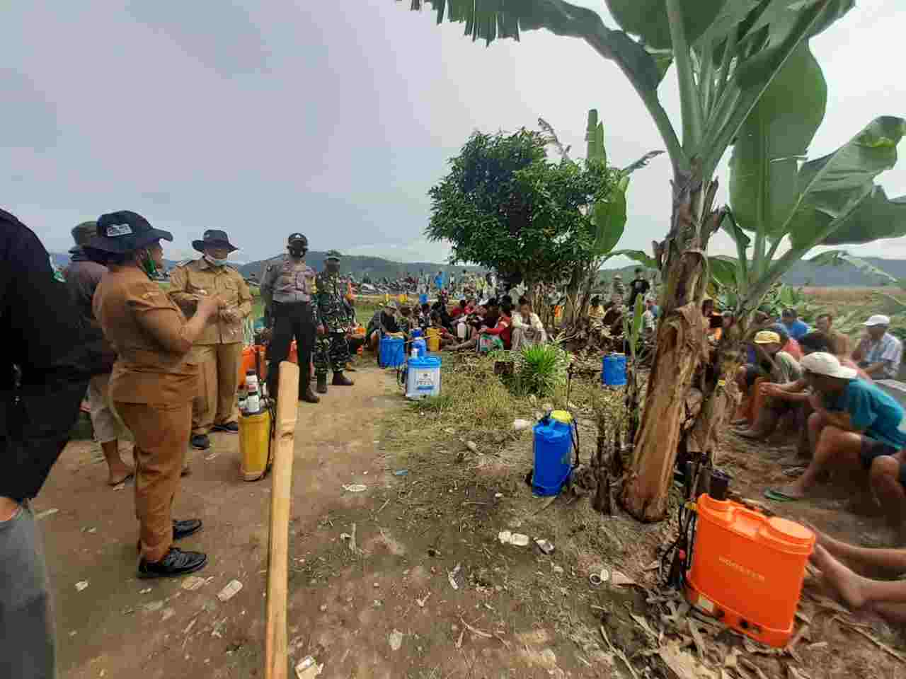 Hama Serang Padi Petani, Pemkab Dairi Gandeng Perusahaan Beri Solusi