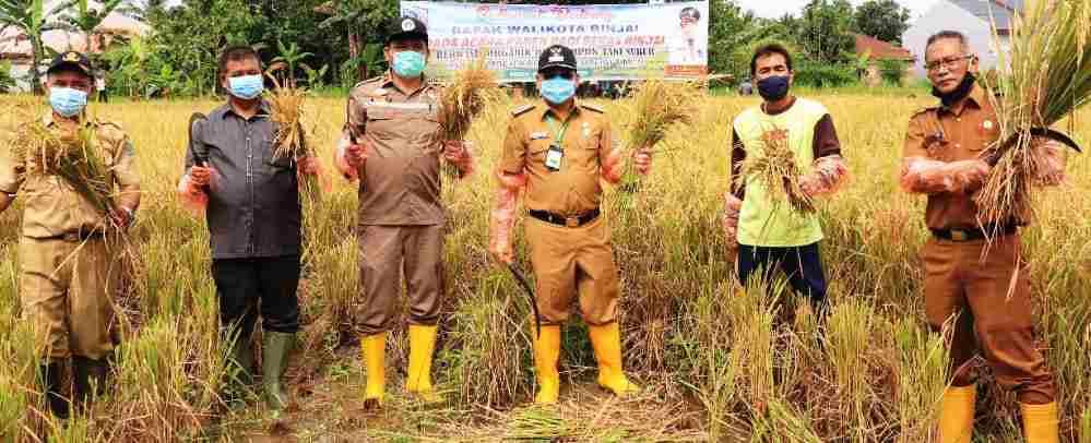 WaliKota Binjai Bersama Kelompok Petani Kelurahan Sumber Karya Lakukan Panen Padi
