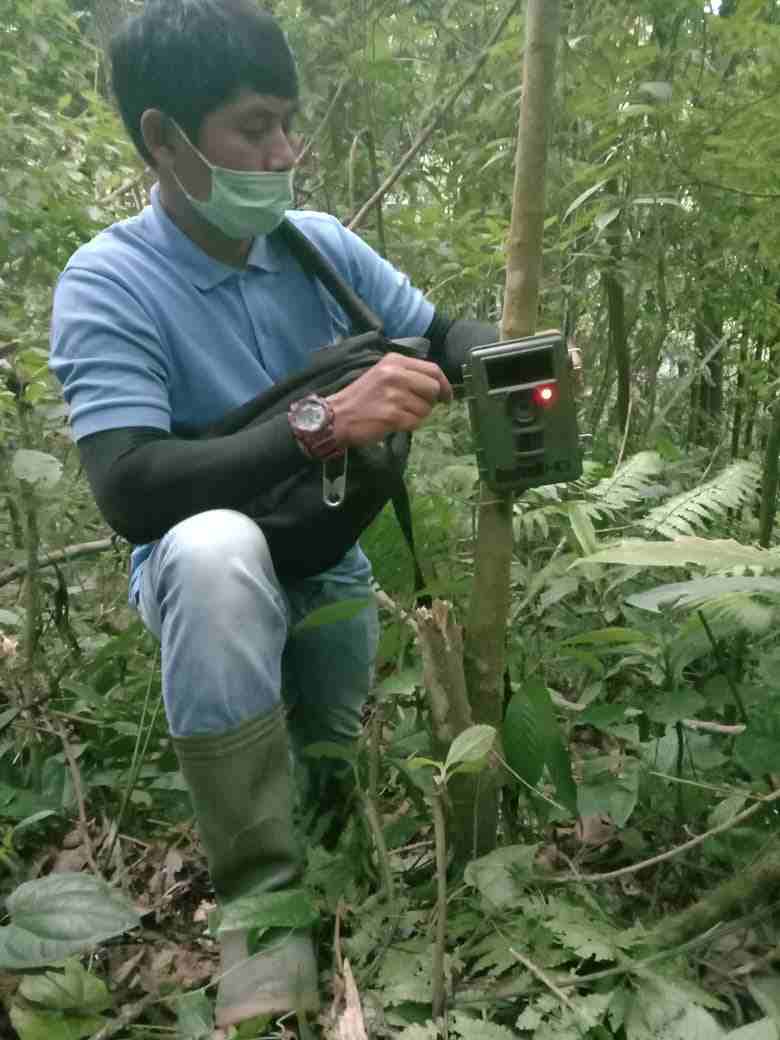 Harimau Sumatera Terlihat Berkeliaran di Kawasan  Pendakian Gunung Sibayak, Warga Diminta Waspada 