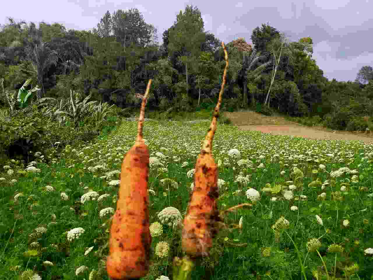 Harga Wortel Bergerak Naik, Tembus Rp 4000 Perkilogram