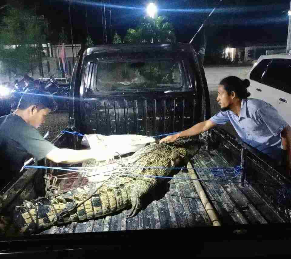 Warga Tangkap Seekor Buaya Muara di Sungai Sanggalima 