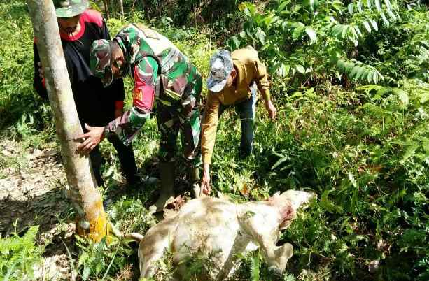 Dua Sapi Milik Warga Timbang Lawan Bahorok Mati Diduga Dimakan Harimau