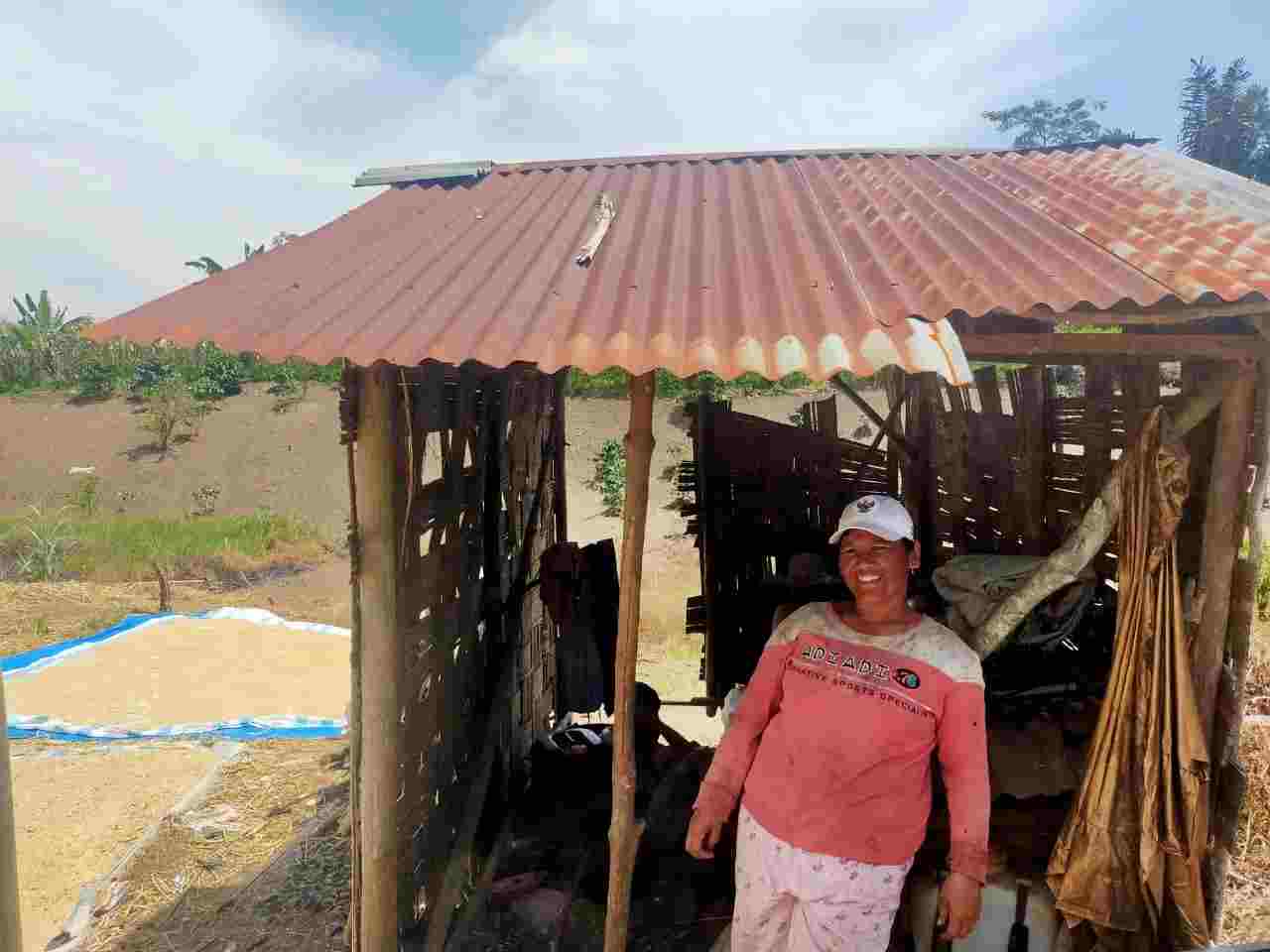 Diserang Hama Lalat Buah, Petani Jeruk Pakpak Bharat Alihkan Lahan ke Tanaman Muda
