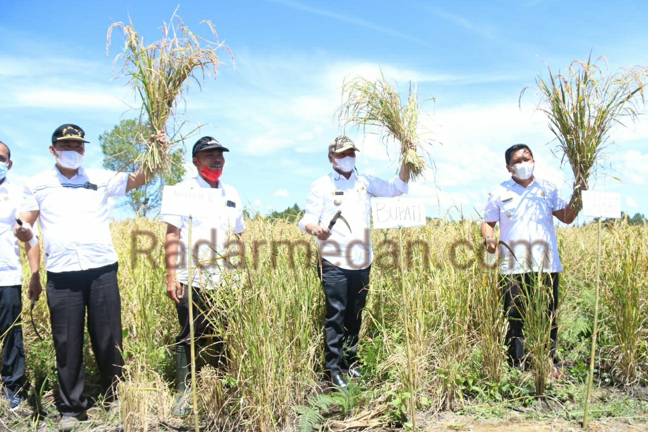 Bupati Taput Panen Perdana Padi Gogo Seluas 5 ha di Dusun II Sihatandohan Siborongborong