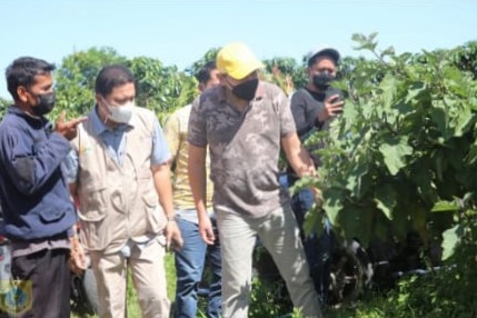 Ditengah Pandemi Petani Holtikultura Raup Penghasilan Jutaan Rupiah Perbulan