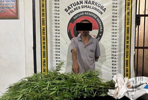 Polisi Tangkap Pemilik Ladang Ganja di Simalungun, Belasan Tanaman Disita
