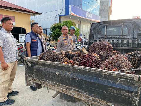 Tiga Pencuri Sawit Diciduk Polsek Torgamba Saat Angkut Hasil Curian