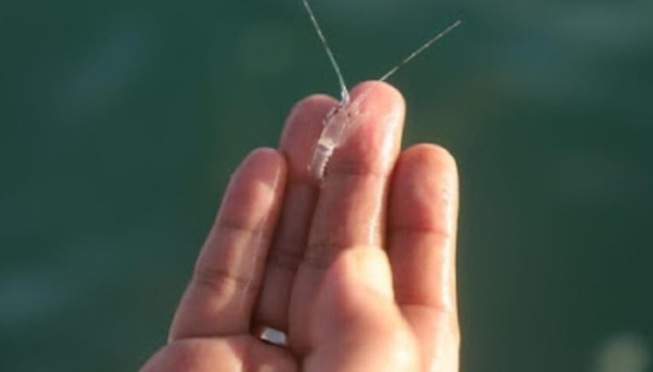 Sebelum Ditangkap KPK, 42 Juta Ekor Benih Lobster Sudah Diekspor Edhy Prabowo