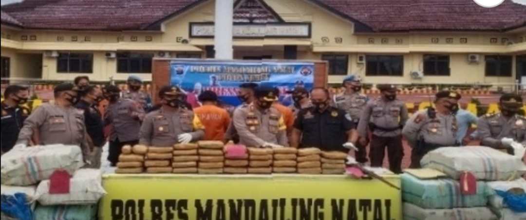 Polres Madina Gagalkan Pengiriman 570 Kg Ganja ke Jakarta 