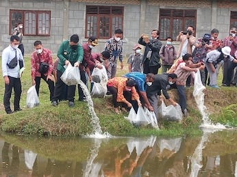 Bupati Samosir Tabur 35.000 Ekor Benih Ikan Nila