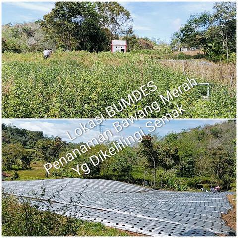 Tata Kelola BUMDes Taruli Sude Adiankoting Disorot, APH Diminta Turun Tangan