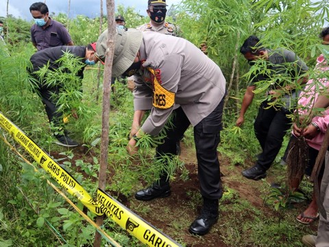 Polres Dairi Ungkap dan Amankan Barbut 200 Pohon Ganja di Perladangan Parbuluan