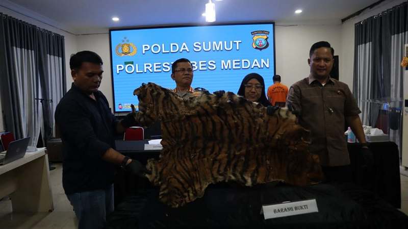 harimau1.jpg