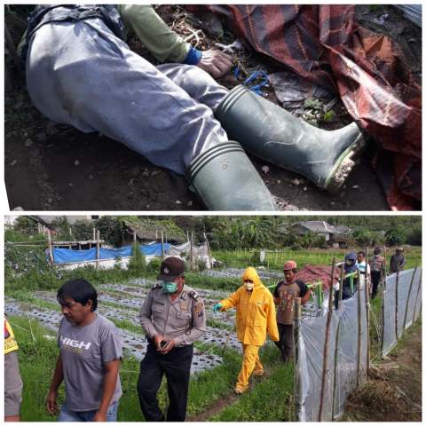 Ditemukan Mayat Pria Diperladangan Juma Kenjahe Desa Doulu, Berastagi