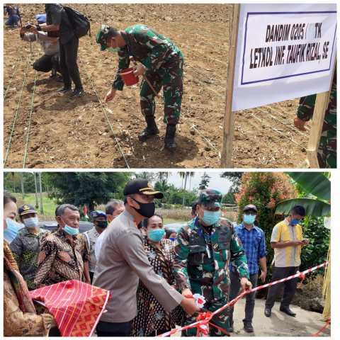 Antisipasi Cadangan Pangan di Tengah Pandemi Covid-19, Dandim 0205/TK Tanam Jagung