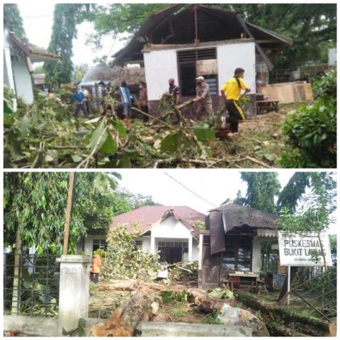 2 Pohon Jati Tumbang Menimpa Bangunan dan Pagar Puskesmas Bukit Lawang