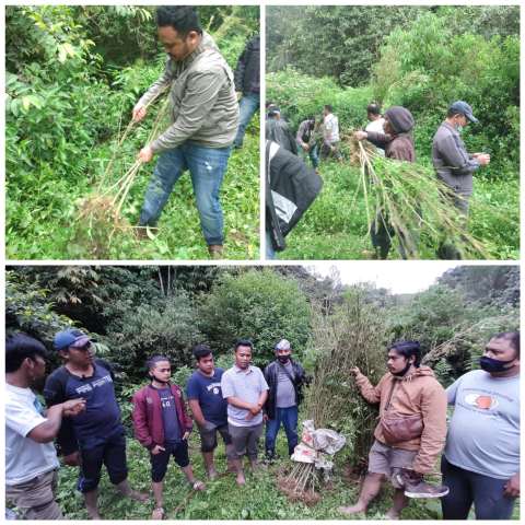 Sat Narkoba Polres Karo Temukan Perladangan Ganja di Dokan, Cabuti 258 Batang Barangbukti