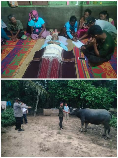 Siringoringo Tewas Terinjak Kerbaunya Sendiri di Perladangan Sungai Mandin