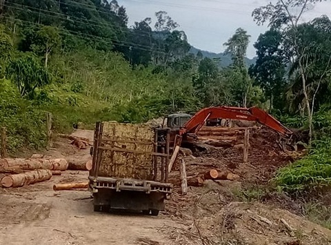 kayu1.jpg