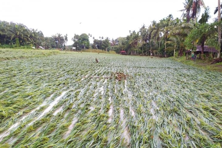25 Hektare Tanaman Padi dan Jagung Petani Langkat Dilanda Banjir