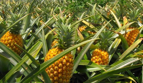 Kampung Nenas Di Taput Ditata Jadi Destinasi Wisata