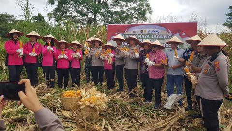 Polri Panen Raya Jagung Nasional, Medan Tuntungan Turut Ambil Bagian