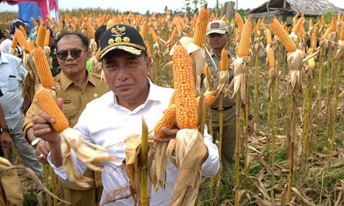 panen_jagung.jpg