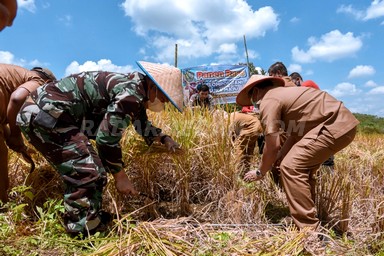 Wali Kota Padangsidimpuan Panen Padi Bersama Dandim 0212/TS