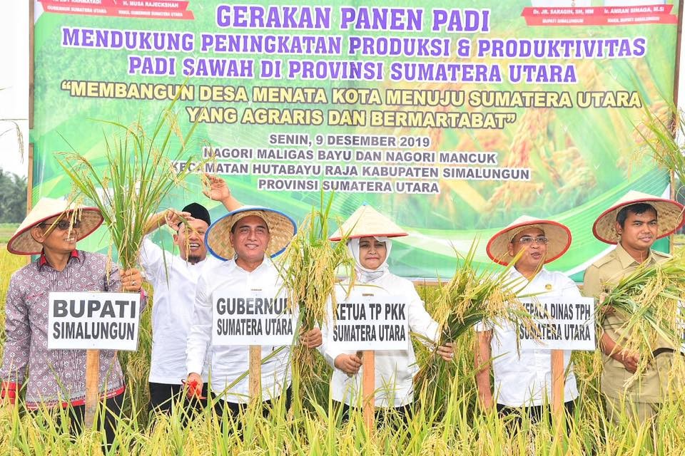 Pemprov Sinergi Dengan Pemkab Simalungun Lestarikan Pertanian Padi