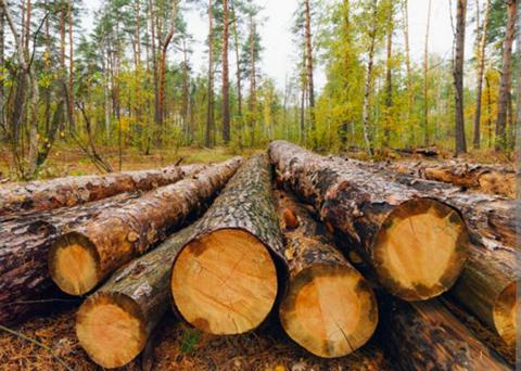 Masyarakat Desak APH Bongkar Penadah Kayu Hutan illegal di Karo hingga Aktor Intelektual