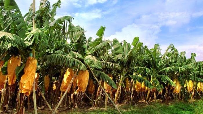 Nekat Curi Pisang dari Pokoknya, Seorang Pria Dipukuli Warga Namorambe