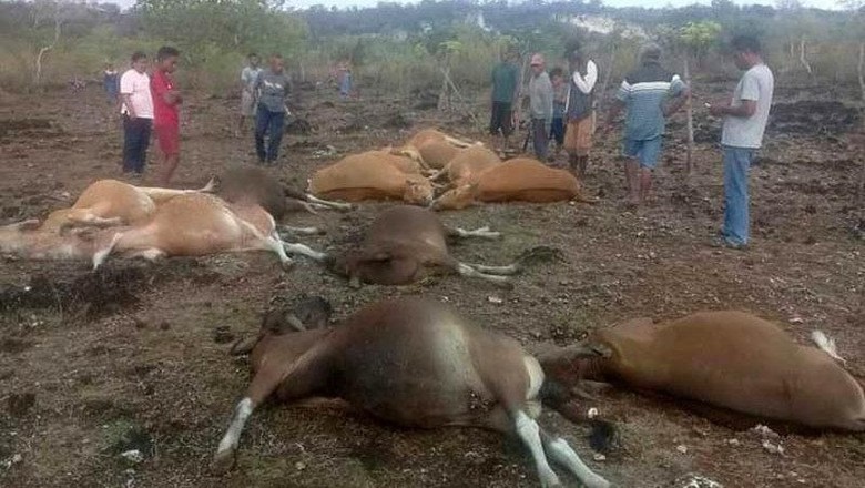 14 Ekor Sapi Ditemukan Tewas, Diduga Disambar Petir