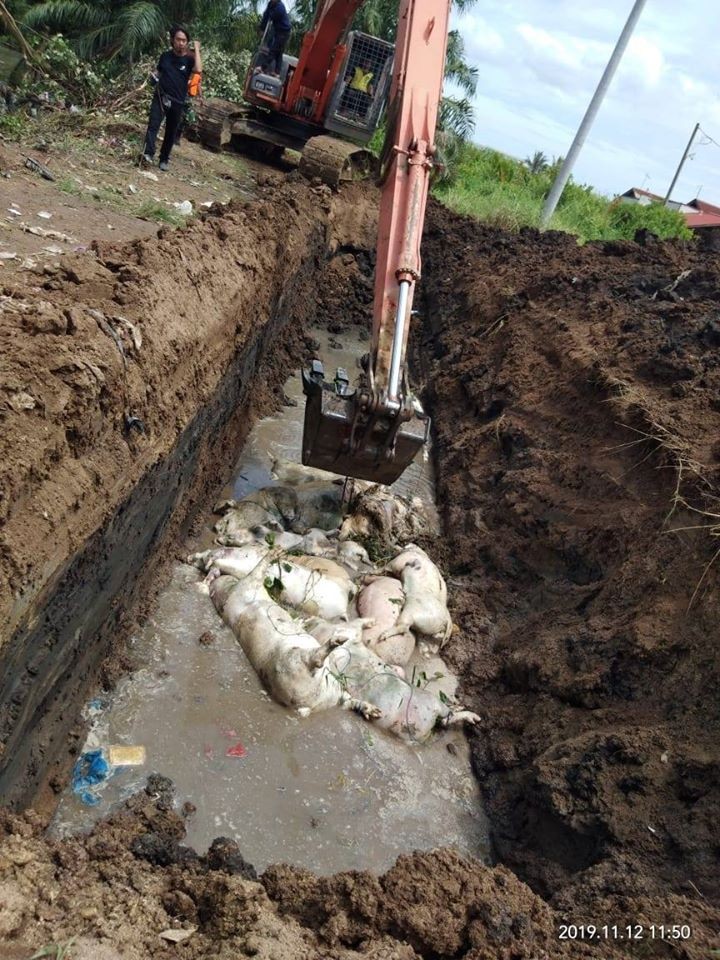 353 Bangkai Babi Ditanam di kecamatan Medan Marelan